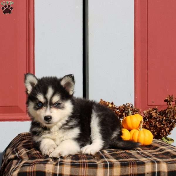 Landry, Pomsky Puppy